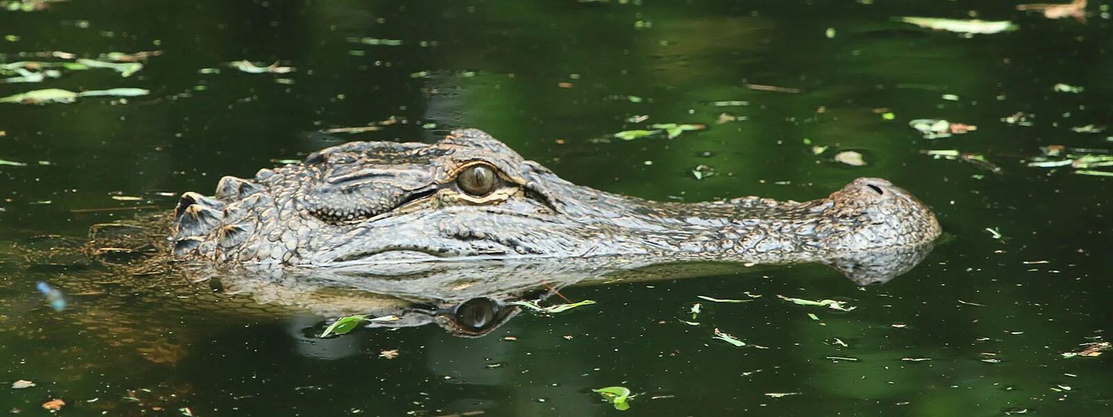 Un caimán en el agua.