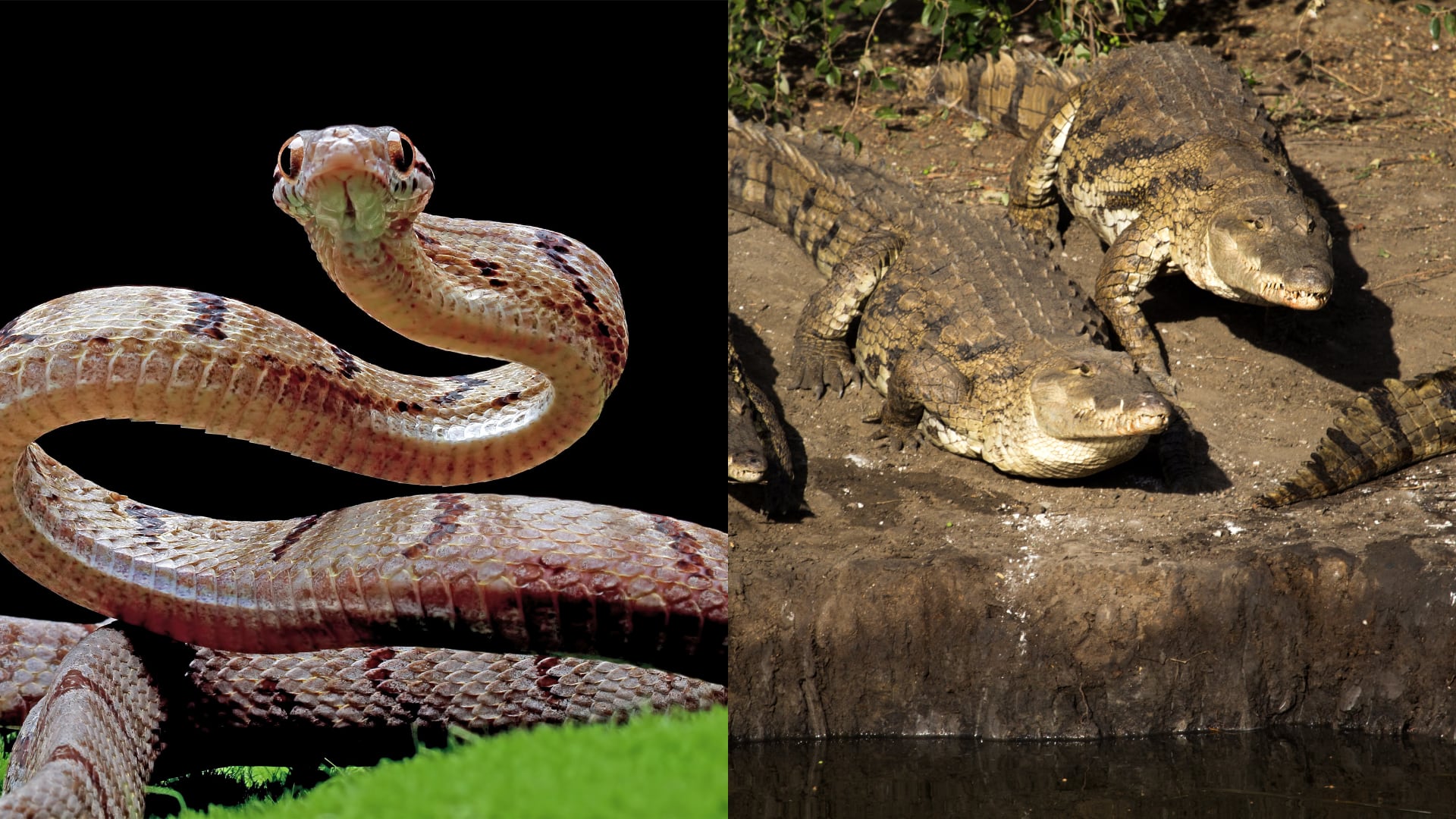 Autoridades de la India estudian el despliegue de serpientes y cocodrilos en la frontera con Bangladés como un método de vigilancia disuasivo.