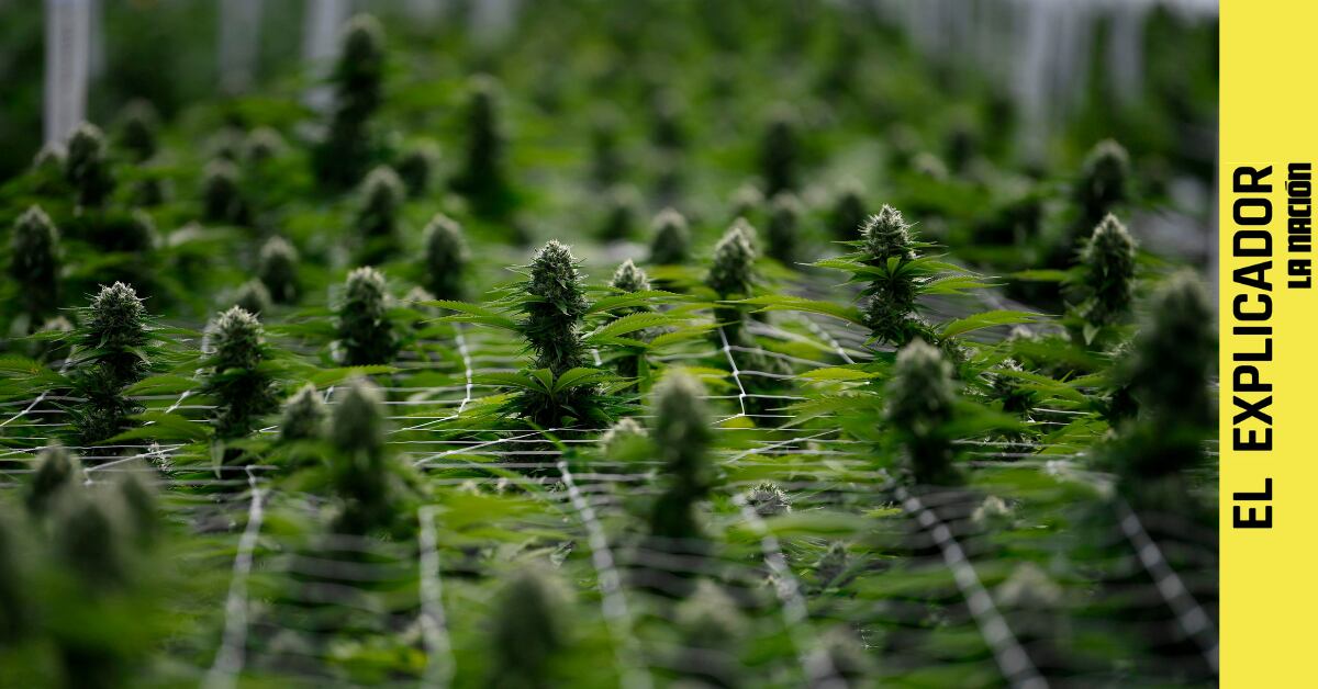 El Explicador | Cáñamo en Costa Rica: ¿cómo producirlo? ¿cómo exportarlo? Estos son los retos para entrar en la industria