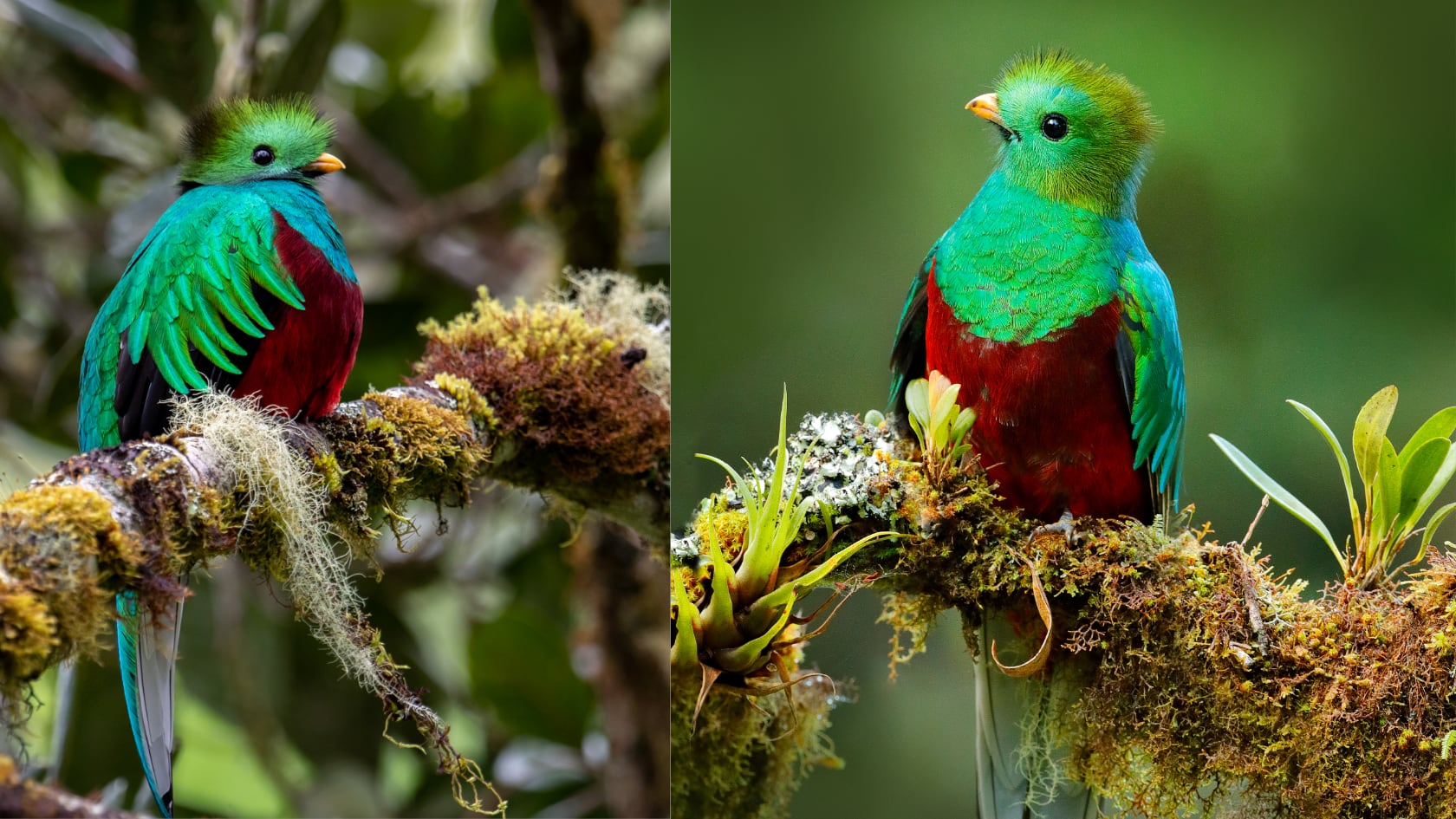 National Geographic dedicó un reportaje al quetzal y posicionó a Costa Rica como un destino clave para el avistamiento de esta especie.