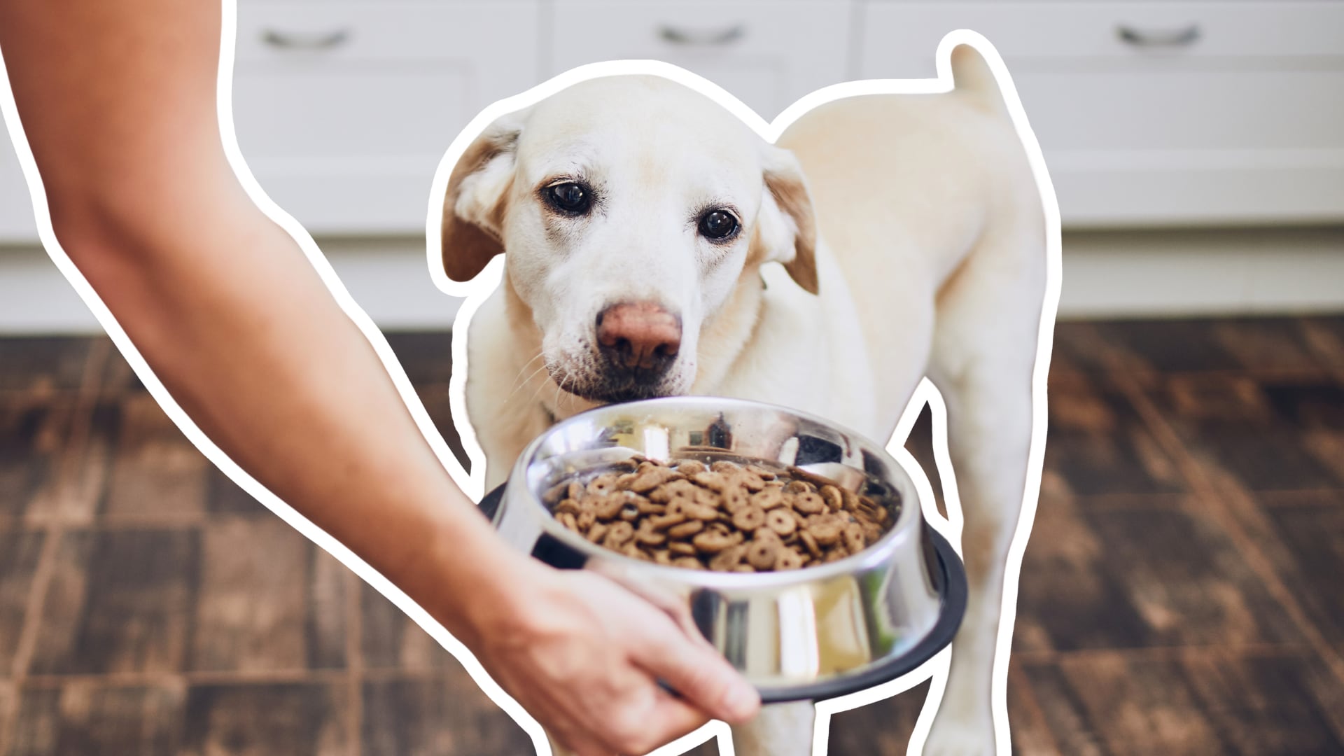 El veterinario Carlos Moncada aclara mitos sobre las croquetas y explica cómo elegir el mejor alimento para perros.