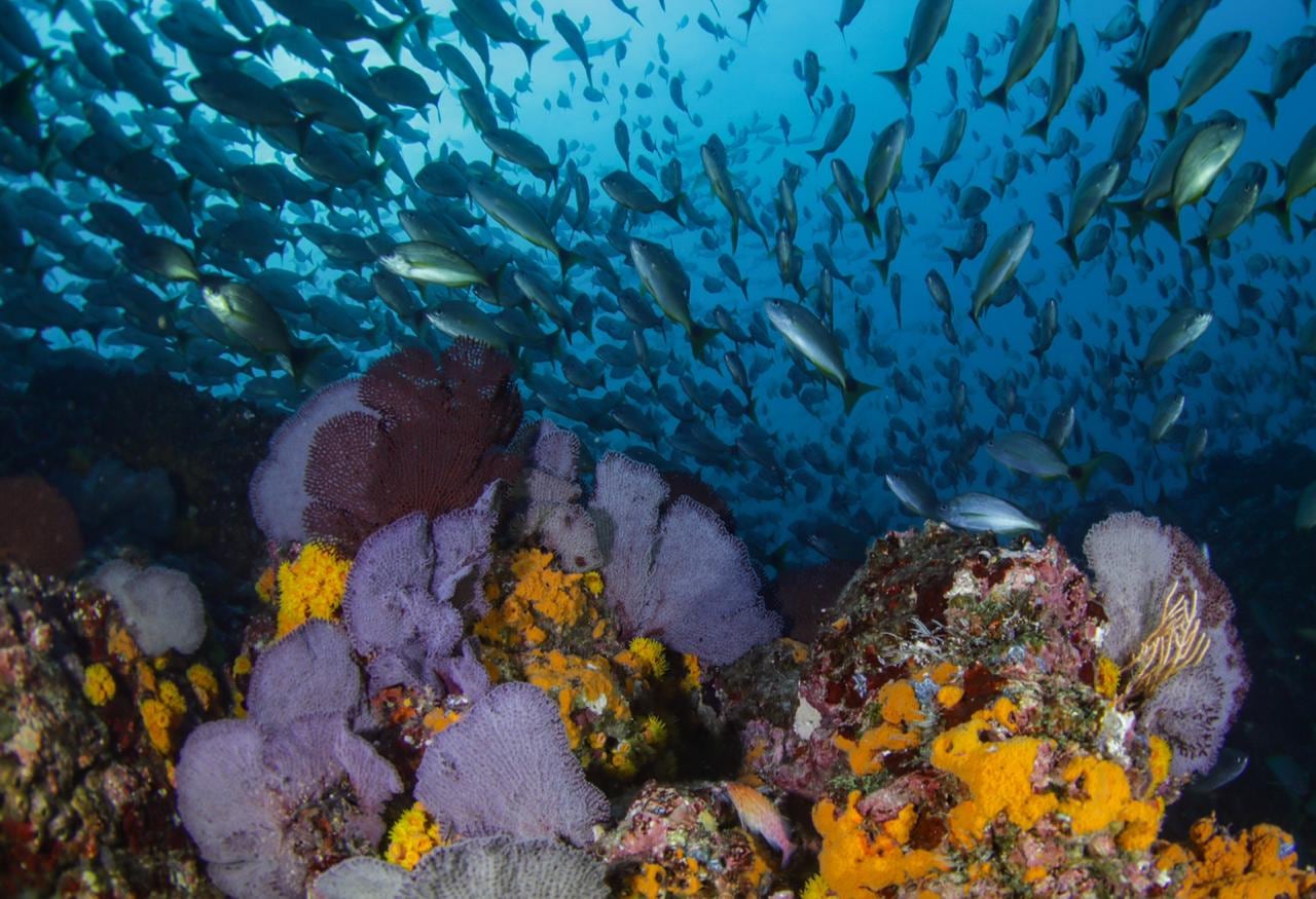 “Photograph by Enric Sala, National Geographic”. National Geographic Pristine Seas
www.NatGeo.org/PristineSeas.