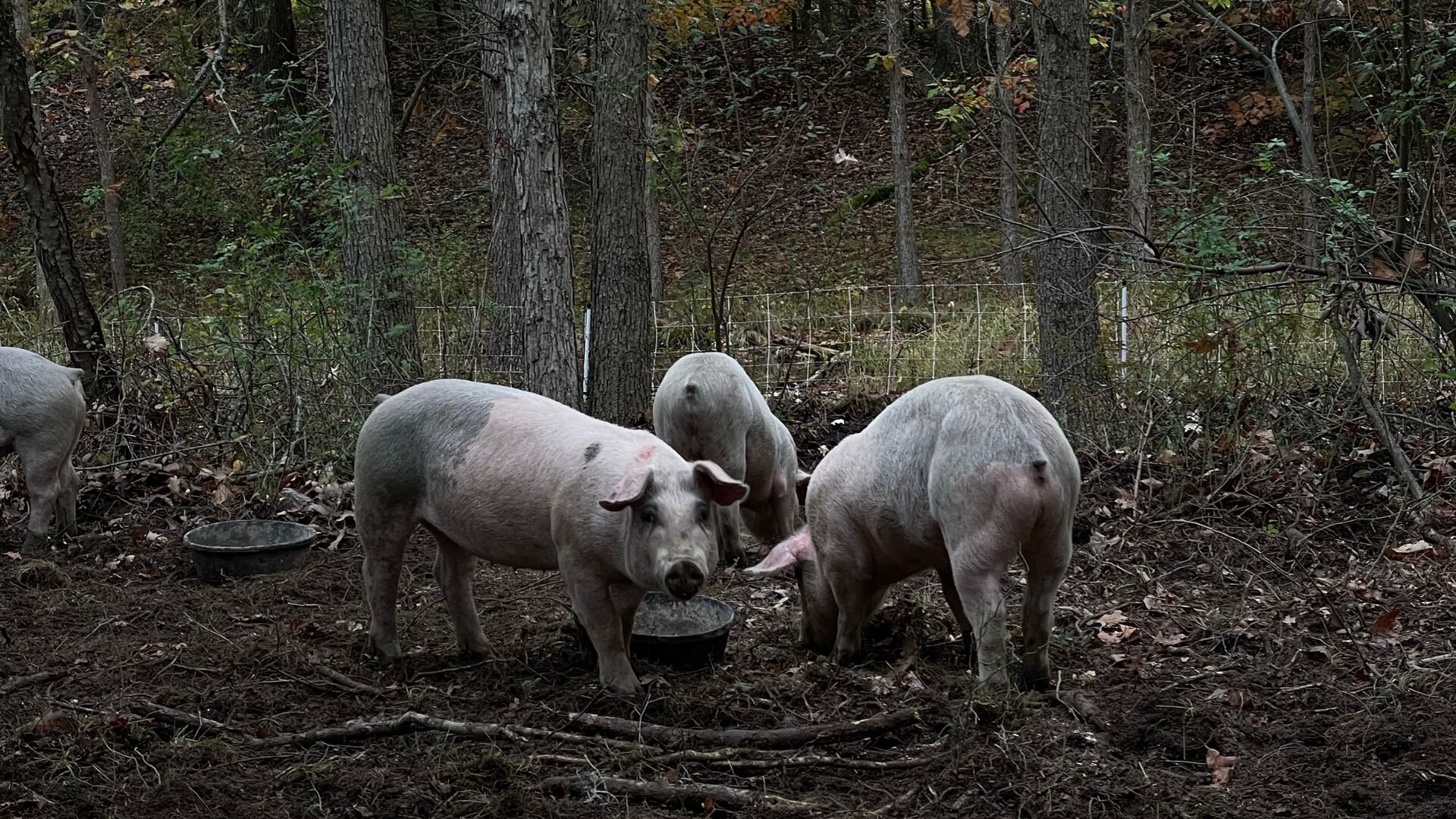 Los cerdos cumplen una función clave en la New Forest al consumir frutos tóxicos para otros animales, como parte de una técnica milenaria.
