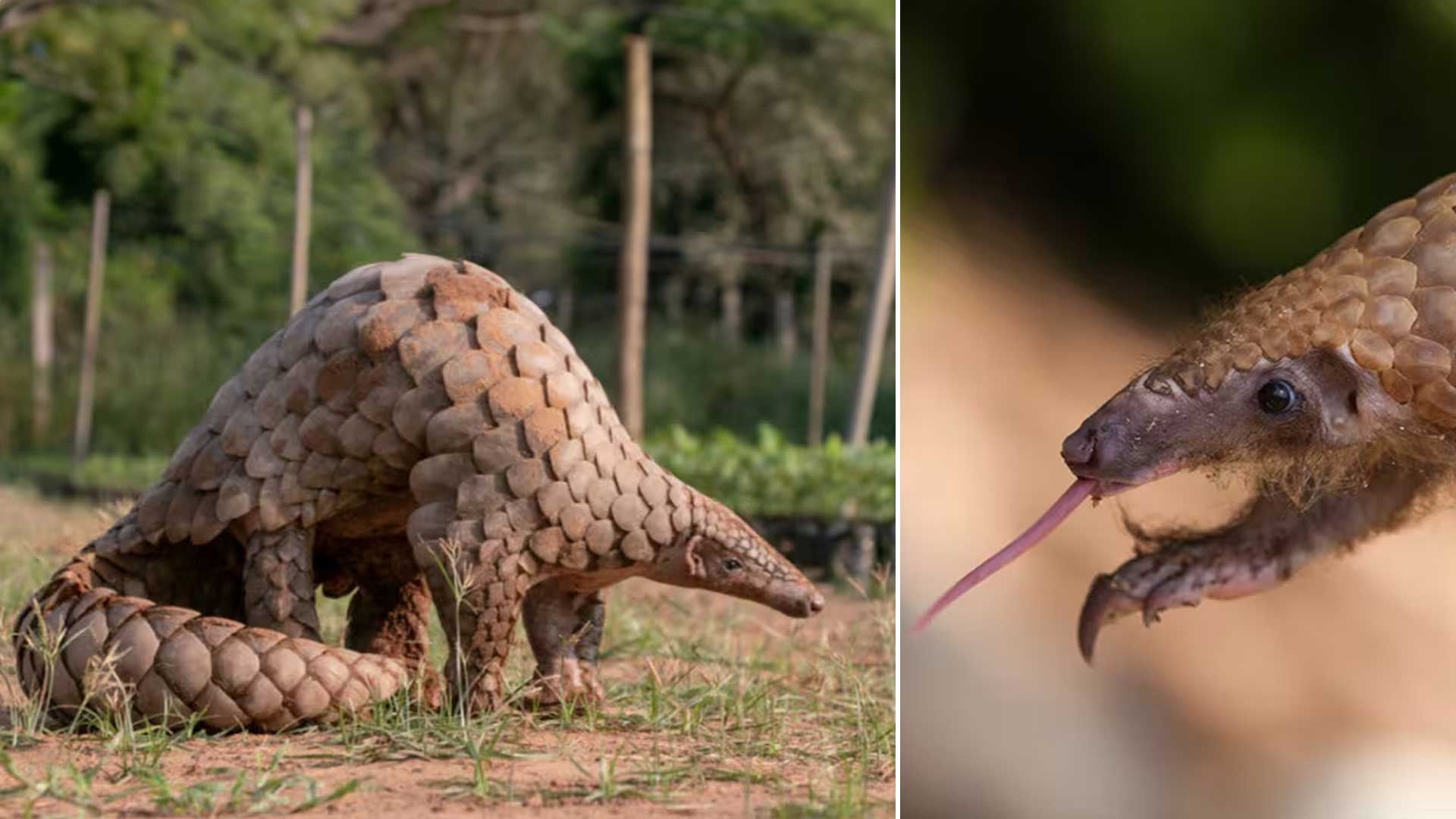 El pangolín gigante reaparece en Senegal tras 24 años. Este hallazgo en el Parque Nacional Niokolo-Koba impulsa esfuerzos de conservación.