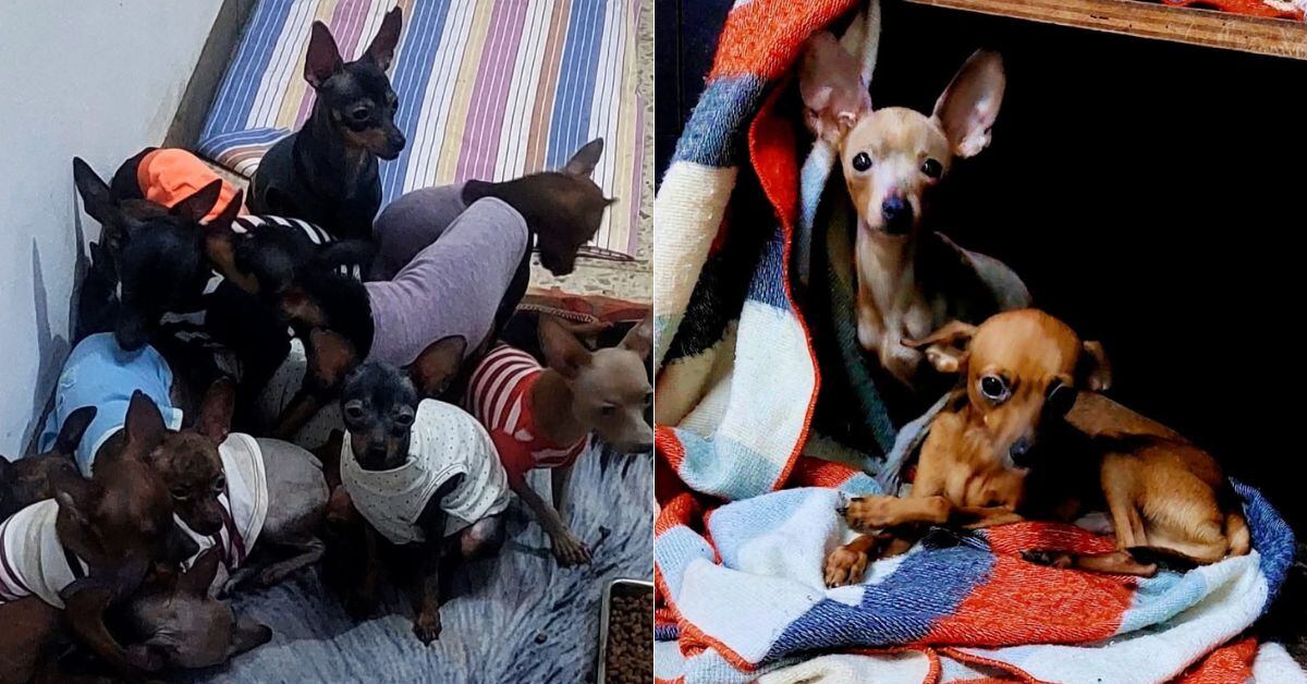 En la imagen se observan dos imágenes donde los chihuahuas rescatados del criadero clandestino están en una casa a salvo, con prendas de vestir y cobijas.