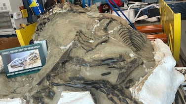 El depredador del famoso fósil de los ‘dinosaurios en duelo’ no era un tiranosaurio rex joven, sino una nueva especie