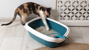 ¿Cada cuánto limpiar la arena de su gato?; conoce cómo dejarla impecable