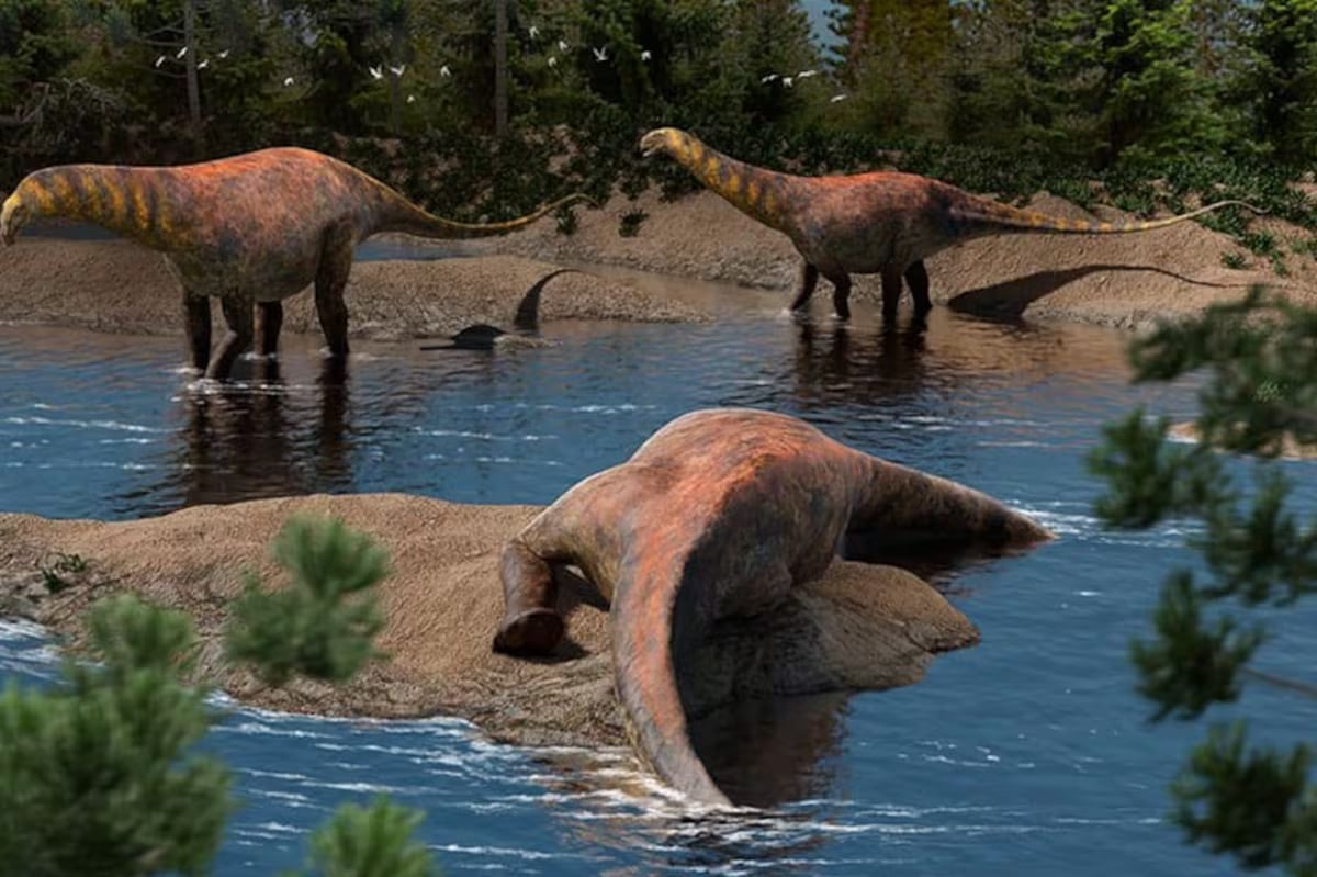 Descubren en Argentina un dinosaurio saurópodo de 18 metros, Astigmasaura genuflexa, que vivió hace 95 millones de años y revela claves evolutivas.