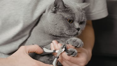 ¿Cómo cortar las uñas a su gato sin lastimarlo? Guía práctica para hacerlo bien en casa