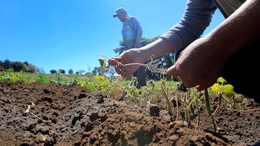 ¿Qué es el fenómeno El Niño Godzilla y por qué pone en alerta a Costa Rica?