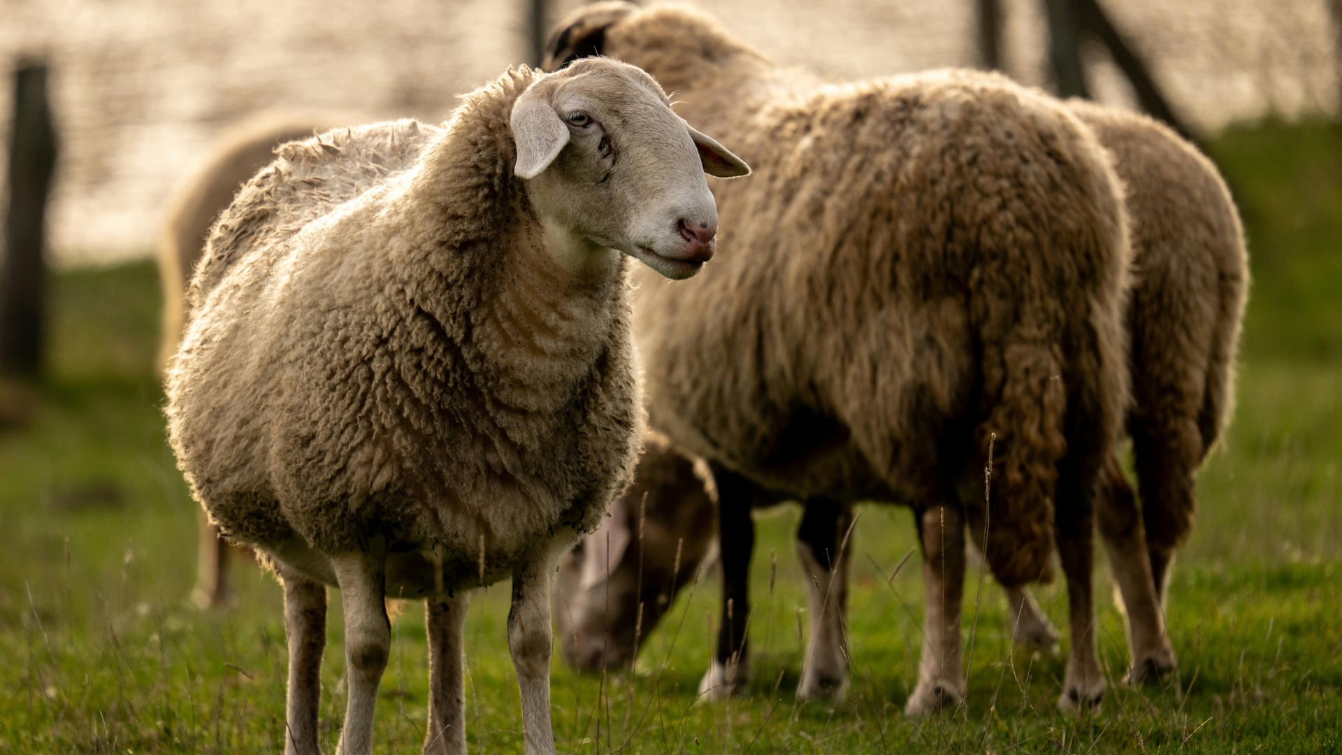 Una oveja infectada hace 4.000 años aporta nueva evidencia sobre cómo la peste se movió entre humanos, rebaños y reservorios naturales en la Edad del Bronce.