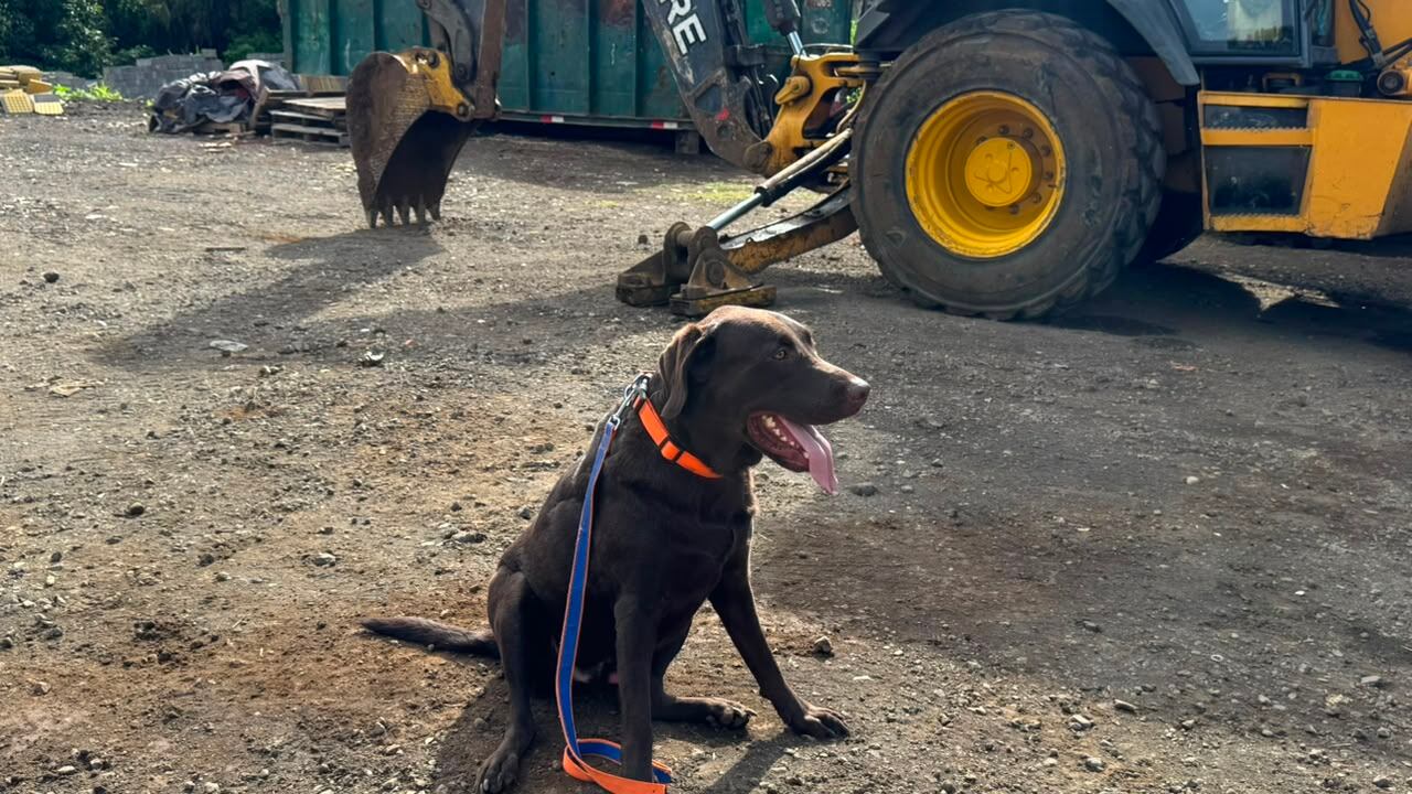 La Unidad K-SAR es un equipo de nueve binomios conformados por guías voluntarios y perros de búsqueda especializada.