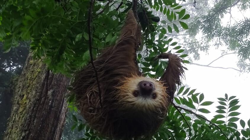 Una familia de cinco perezosos (que esta semana fueron declarados símbolo nacional) ya no se jugarán la vida para poder comer al cruzar una calle de Getsemaní de San Rafael de Heredia.