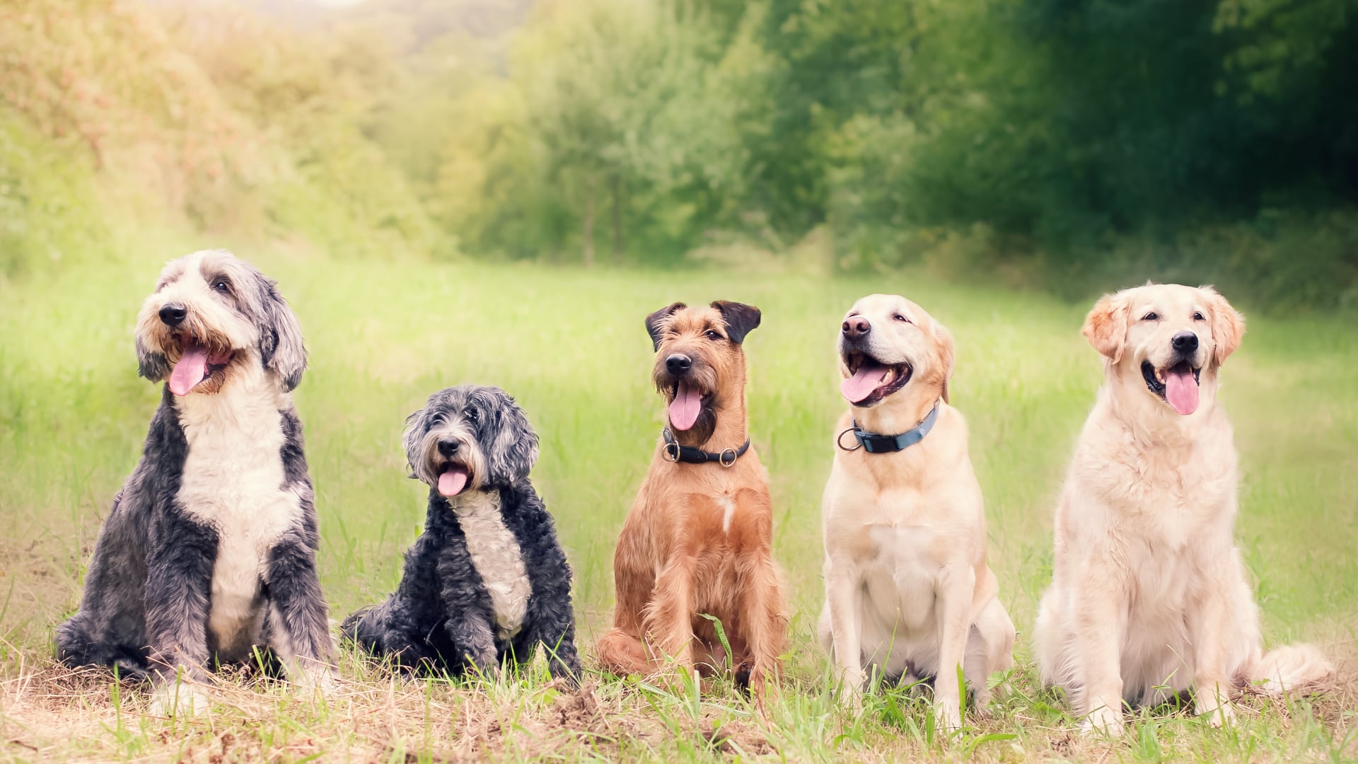Perros y gatos viven más años. La detección temprana de fragilidad y pequeños cambios diarios ayudan a prolongar su salud y calidad de vida.