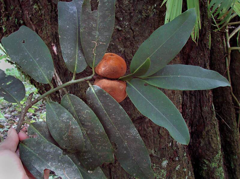 Las hojas dell árbol de la especie Diospyros blancoi tienen propiedades que ayudan a reducir la inflamación. | INBIO PARA LN.
