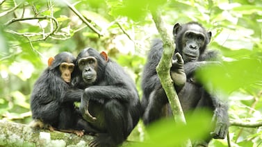 La ‘guerra’ que dividió a la mayor tribu de chimpancés: estudio revela cómo inició el conflicto letal