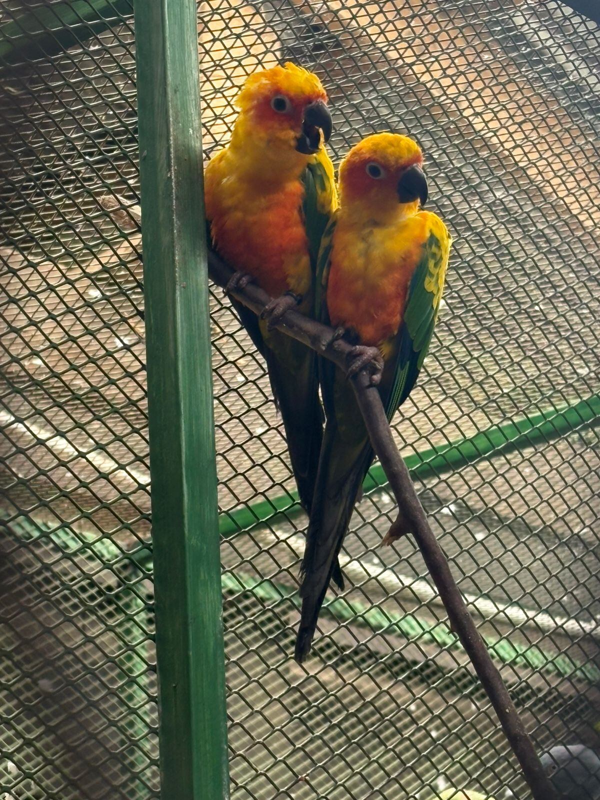 Estos fueron los dos pericos sol (Aratinga solstitialis) decomisados en propiedad. Fotografía:
