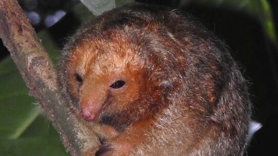 Oso hormiguero más pequeño del mundo y en peligro de extinción visita el mismo bosque que el Águila Arpía en San Carlos