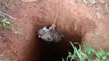 Pizote cae en hueco de minería ilegal en Crucitas: video muestra su rescate