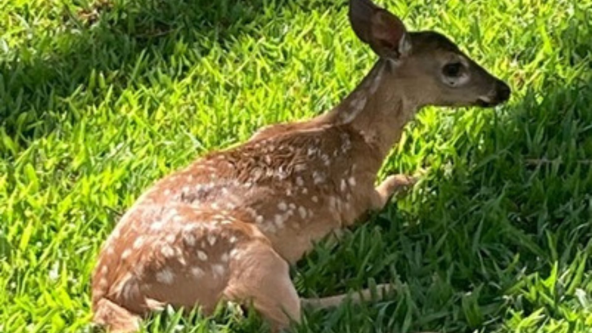 El venado colablanca fue hallado herido tras huir de perros. La lesión obligó a una eutanasia humanitaria.