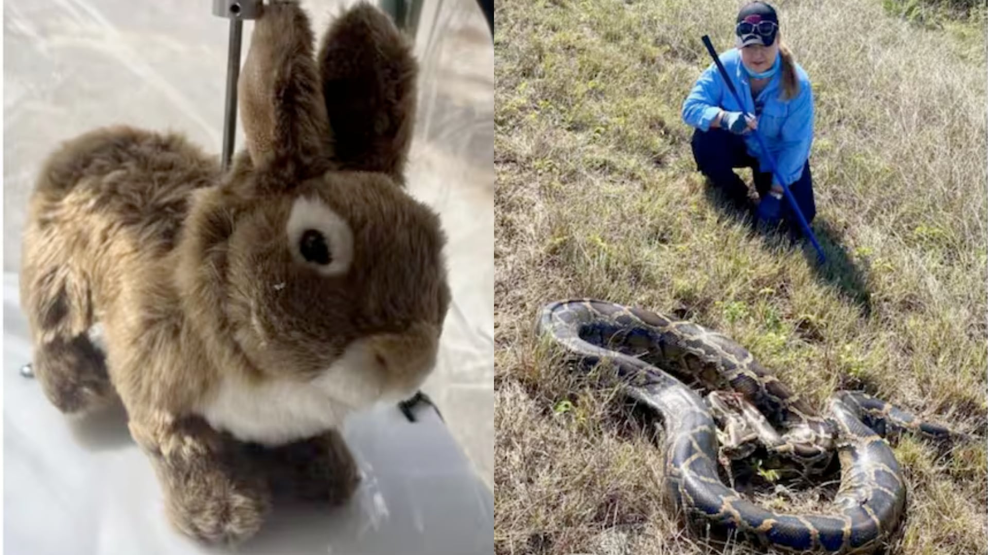Conejos robot operan como señuelos para detectar pitones birmanas en los Everglades y apoyar las acciones de control de fauna invasora.