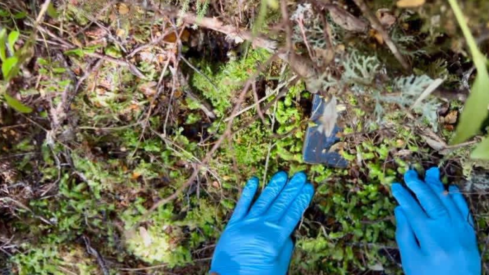 Un grupo de voluntarios encontró el celular de una mochilera belga desaparecida en Tasmania. La Policía se sumó de nuevo a la búsqueda tras casi dos años.
