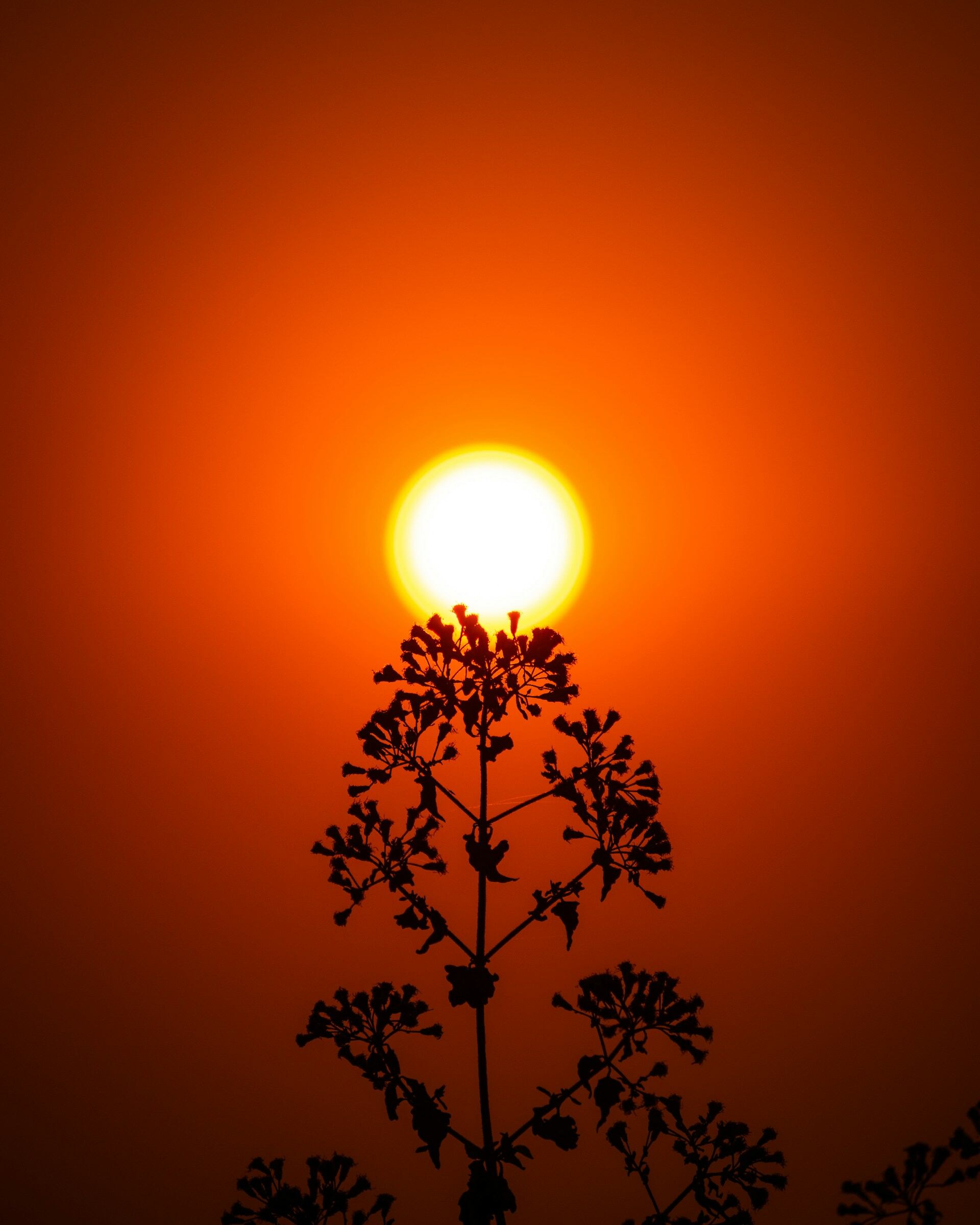 Sol, luz del sol, atardecer