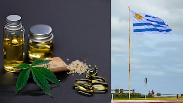 Uruguay inicia ensayo clínico con cannabis medicinal para reducir uso de opioides en dolor crónico