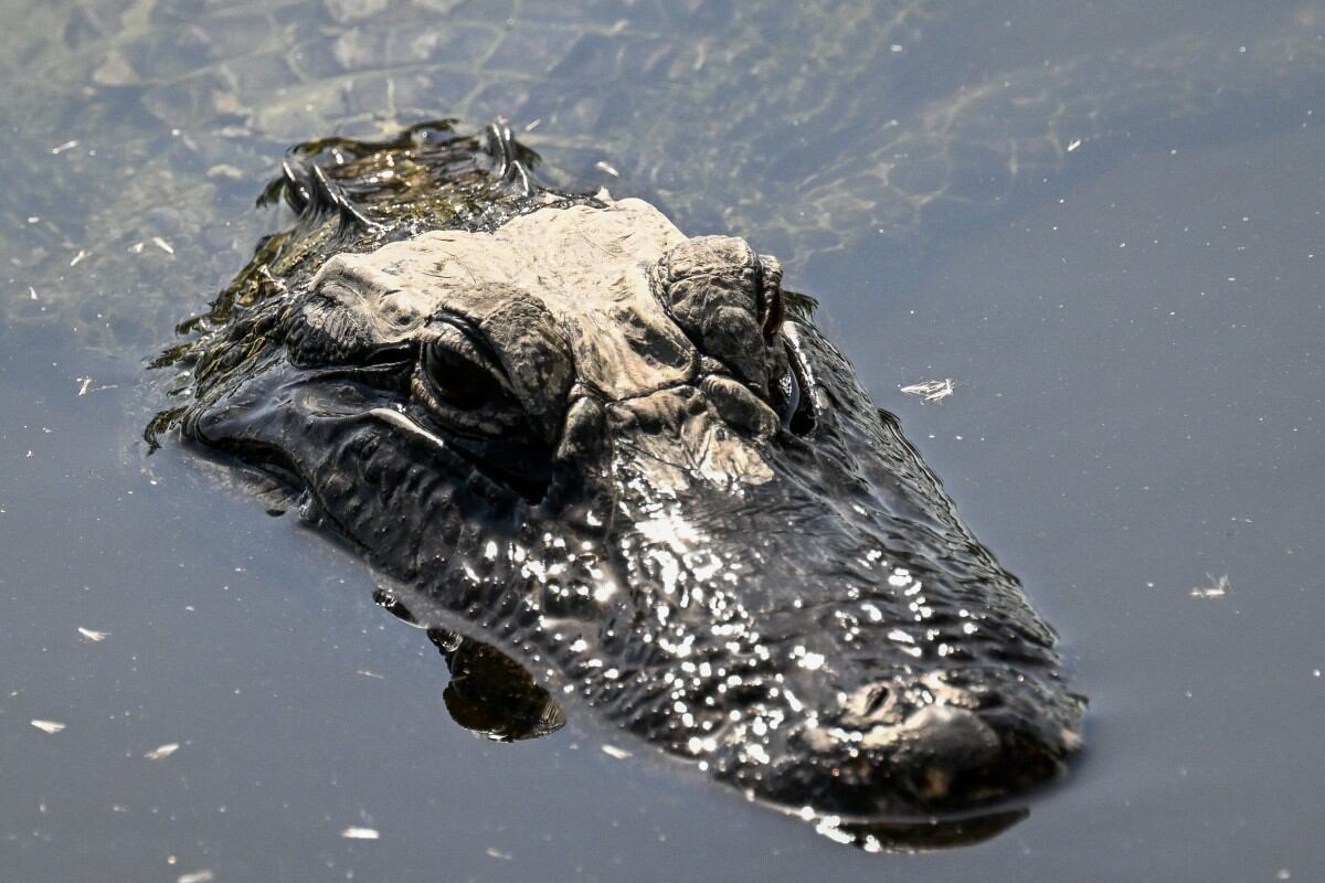 El propietario de Mack's Fish Camp, Marshall Jones, señala la marca de agua en los árboles en el Parque Nacional Everglades, en Pembroke Pines, Florida, el 16 de mayo de 2025. En el Parque Nacional Everglades, la sequía extrema no solo seca el hábitat del que depende la vida silvestre, sino también la industria turística en el humedal más grande de Estados Unidos. Las sequías son frecuentes hacia el final de la temporada seca, que va de octubre a mediados de mayo, pero en los últimos meses la precipitación ha sido menor que en un año normal, según Robert Molleda, jefe del Servicio Meteorológico Nacional de EE. UU. en Miami. (Foto de CHANDAN KHANNA / AFP)