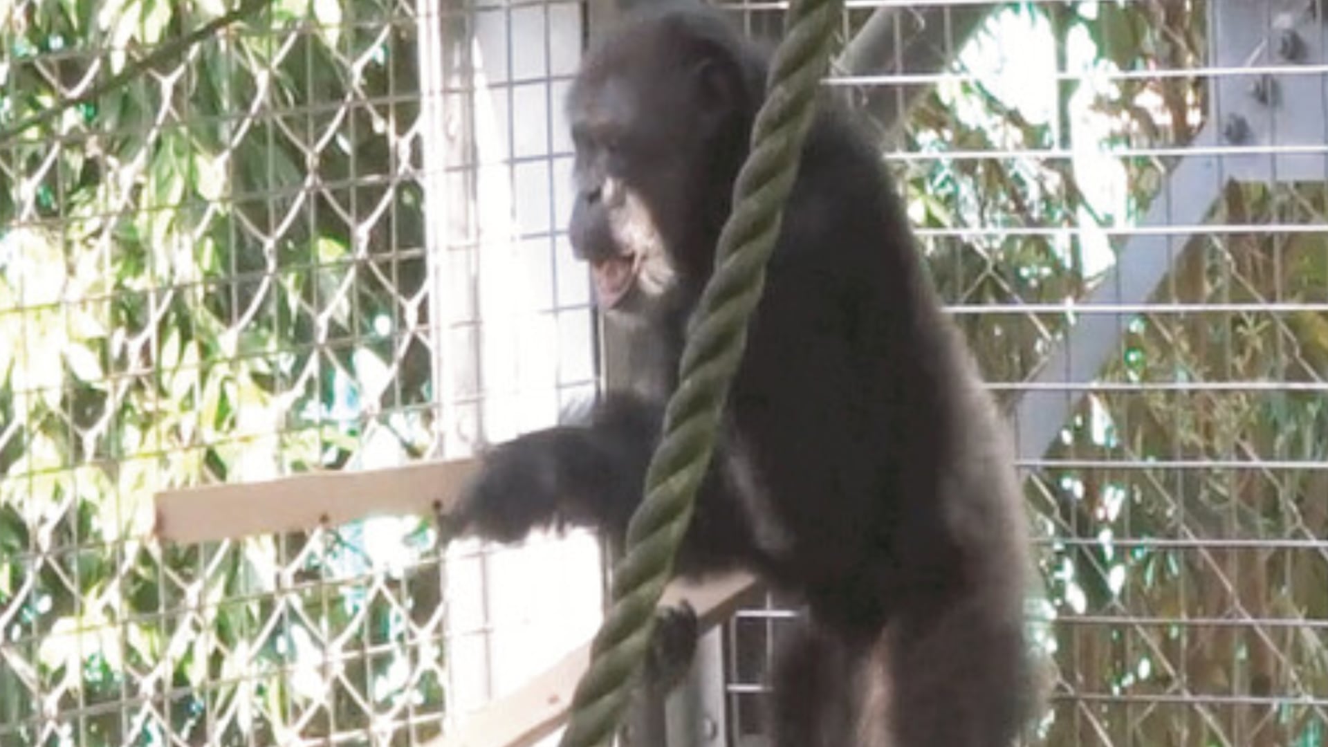 Ayumu, un chimpancé de 26 años, muestra patrones rítmicos y vocales que científicos vinculan con el origen evolutivo de la música.