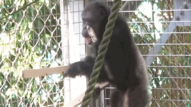 Conozca a Ayumu, el chimpancé baterista de 26 años: vea el video