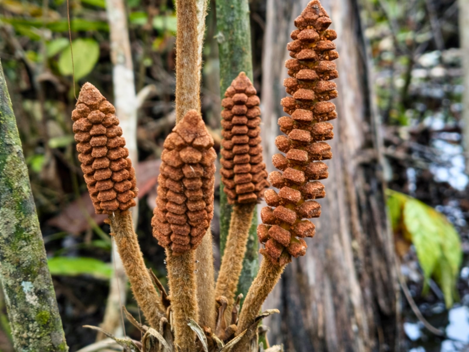 Investigadores del IIAP y aliados internacionales reportaron en Phytotaxa una nueva especie vegetal que tolera la falta de oxígeno en humedales.