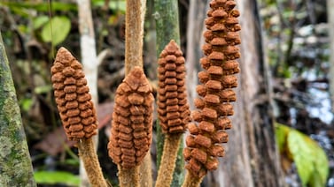 Descubren en la Amazonía de Perú una planta de la era de los dinosaurios