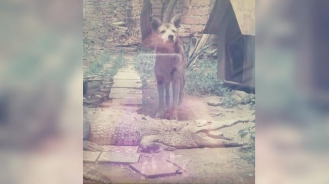 'Ñata', junto a un perro en la casa de la familia Escobar en Palmira, Colombia. Foto: Cortesía de la familia Escobar para EL TIEMPO