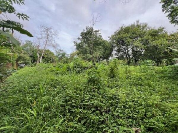 El terreno de Golfito es totalmente plano está cubierto de maleza, tacotales y árboles.