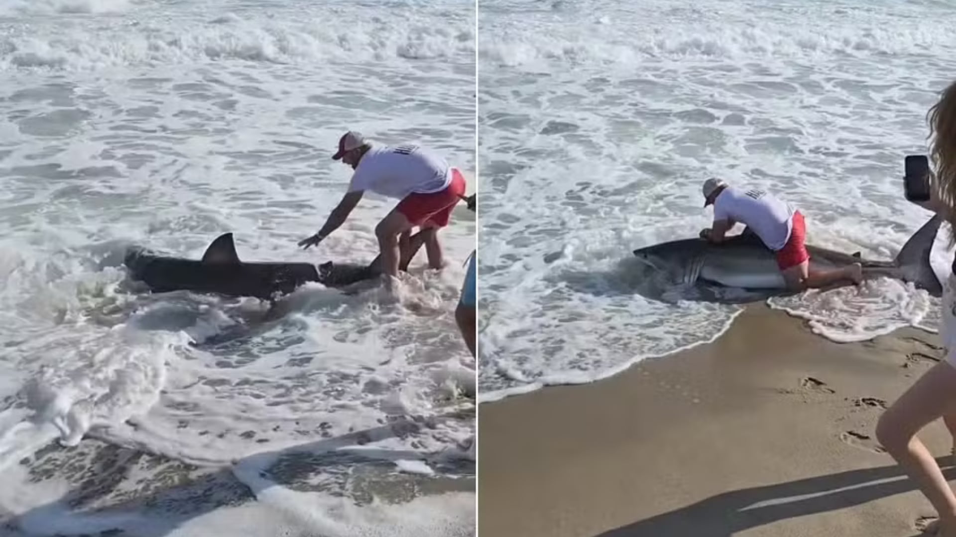 La inesperada captura de un tiburón blanco en una playa de Nantucket quedó registrada en video y atrajo la atención de numerosos visitantes.