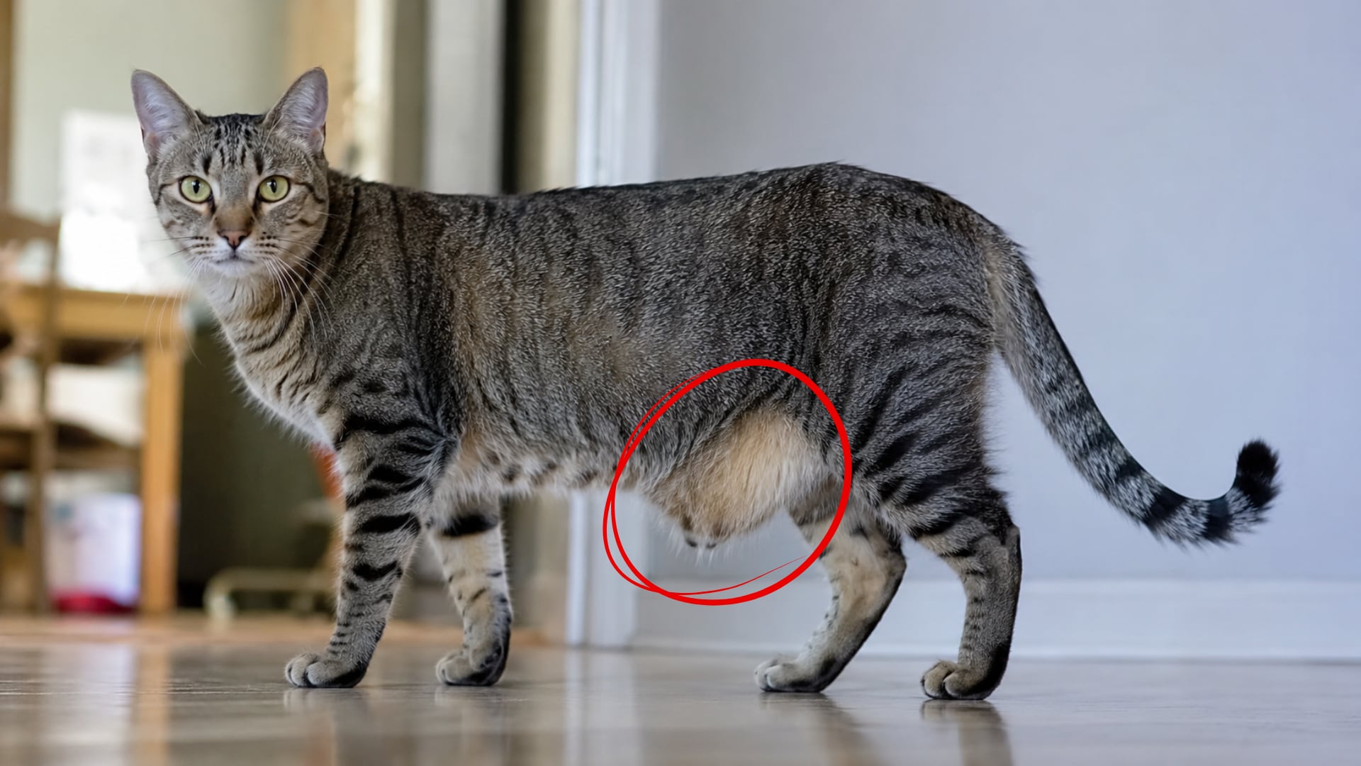 Qué es lo que cuelga de la panza de los gatos