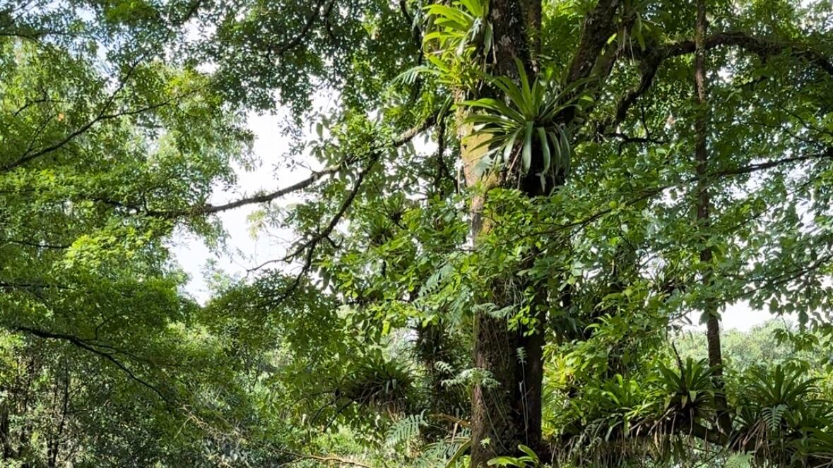La naturaleza es la que hace que el lugar sea más hermoso aún.