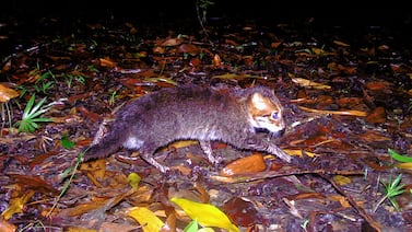 Gato salvaje extremadamente raro reaparece después de 30 años y genera sorpresa en la comunidad científica: vea el video