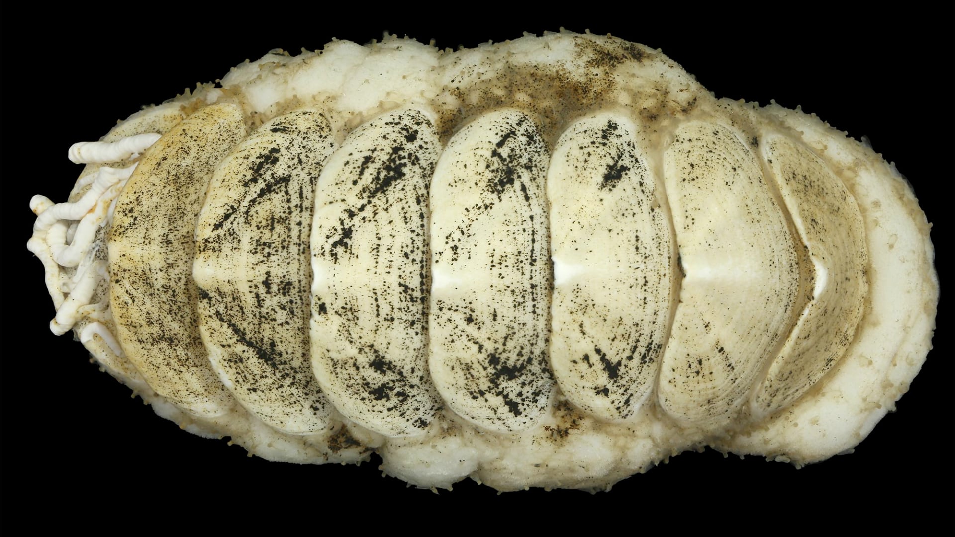 Nueva especie de quitón hallada en Japón presenta lengua con hierro y vive en microhábitats del fondo marino.