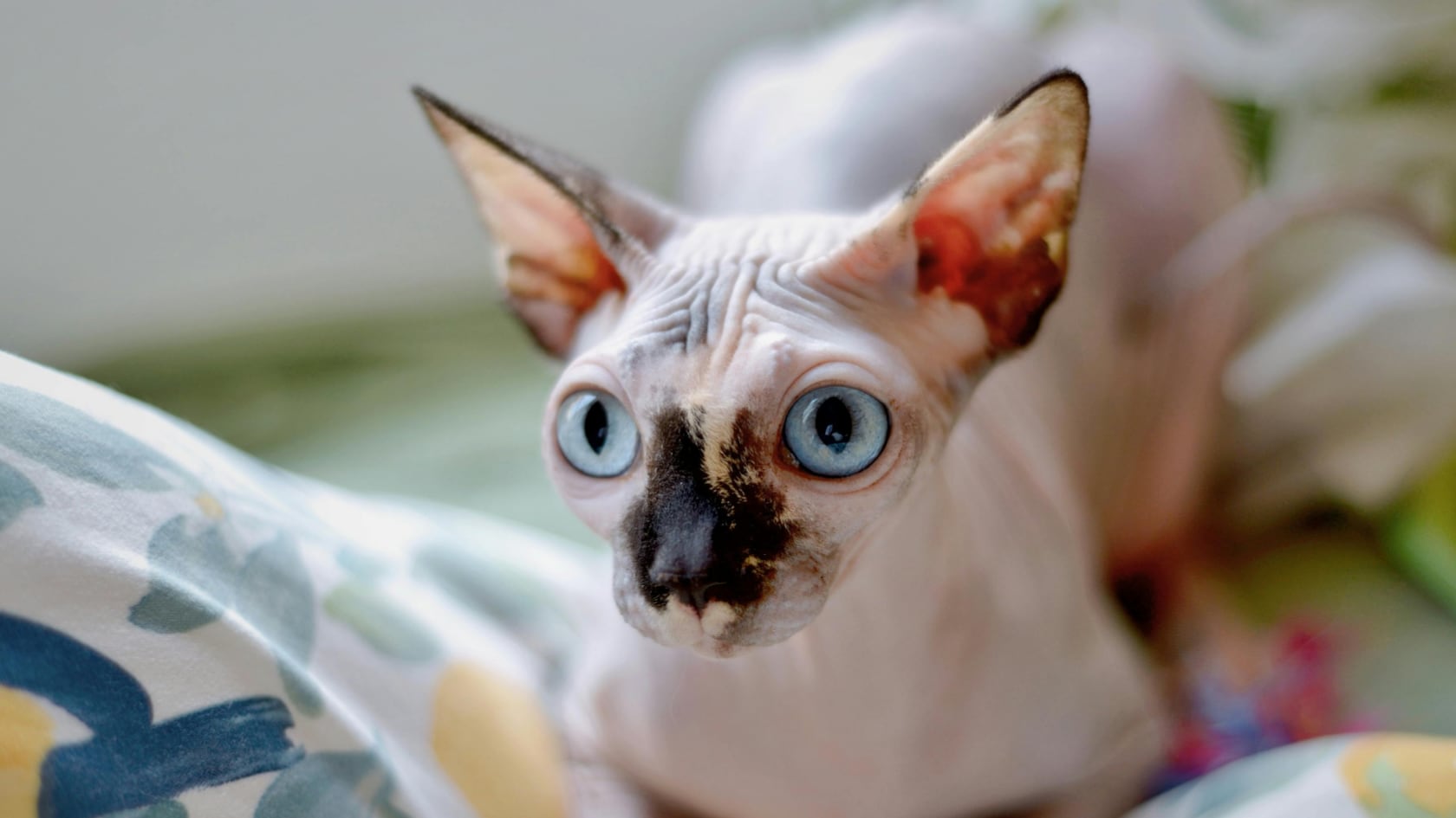 El Gobierno neerlandés amplía restricciones vigentes desde 2014 y limita la tenencia de gatos esfinge y fold escocés para evitar sufrimiento animal.