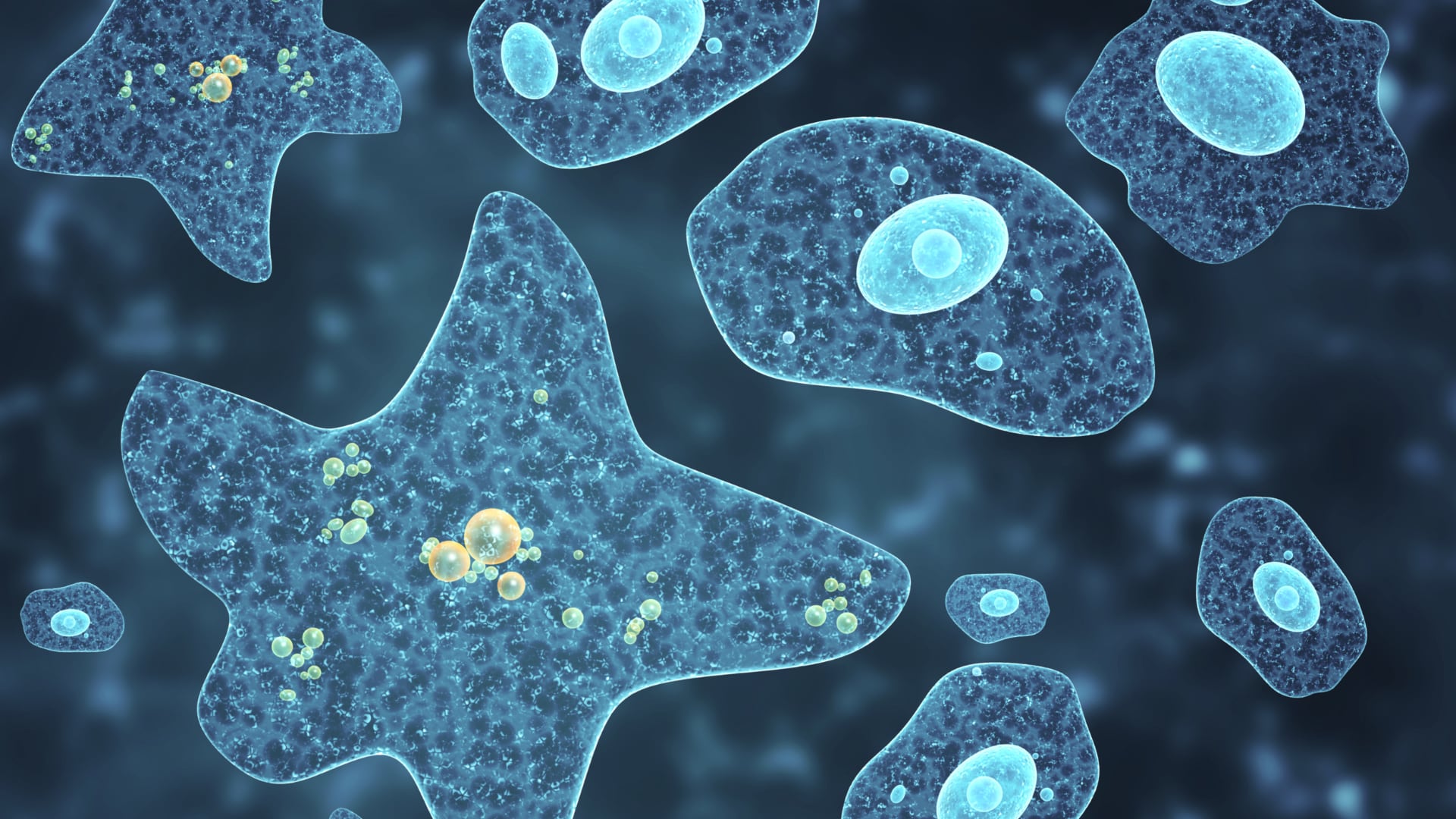 Científicos alertan sobre la expansión global de amebas peligrosas que resisten el cloro, sobreviven en el agua potable y facilitan la diseminación de patógenos.