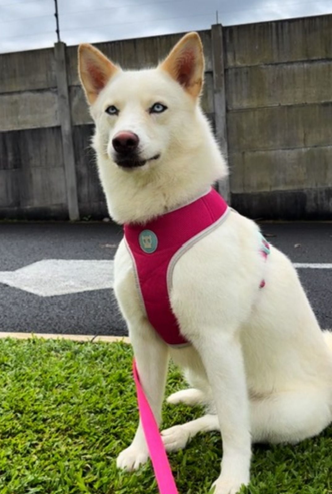 La perrita Nala tiene adenocarcinoma nasal.