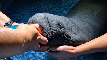 Manatí encalló solo en Tortuguero y obligó a un inédito rescate aéreo en Costa Rica