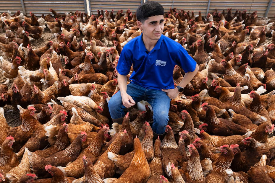 Un emprendimiento que nació con 50 gallinas ya alcanza una producción de 1.200 huevos diarios y apuesta por seguir creciendo pese a la competencia del mercado.