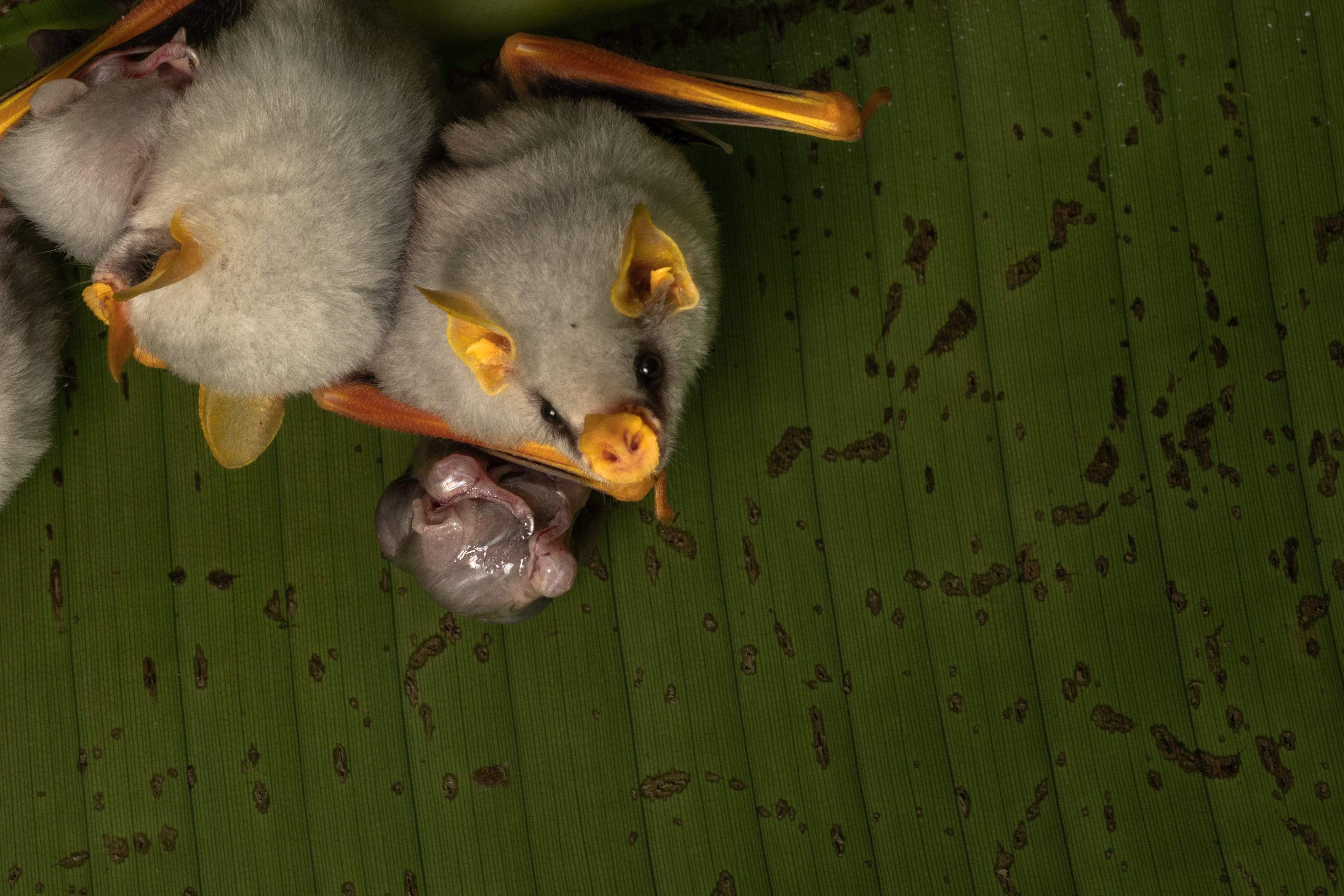Felipe Vega explicó que decidió enfocar su trabajo en los murciélagos para combatir los estigmas que rodean a estos animales y despertar curiosidad sobre su importancia dentro de los ecosistemas naturales.