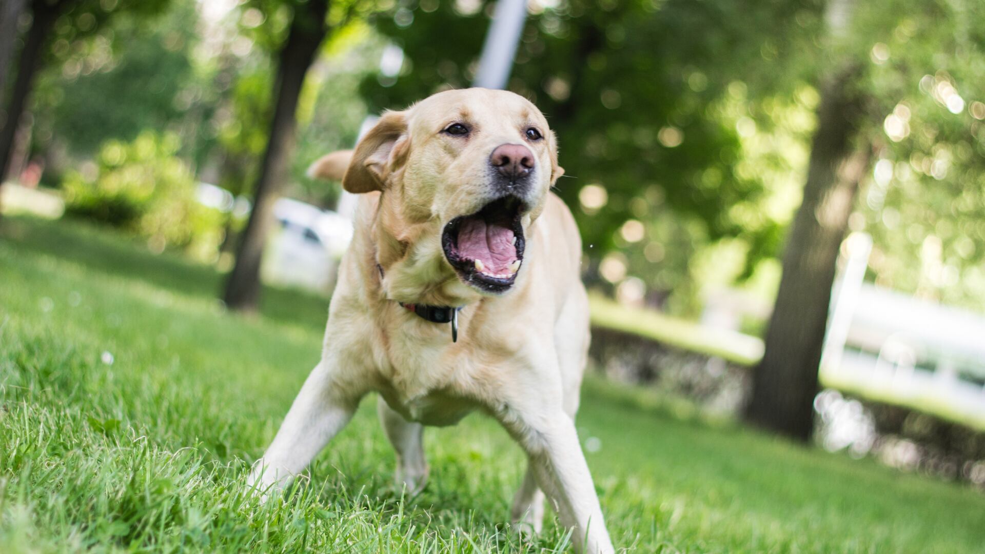 La socialización y la percepción sensorial explican por qué los perros ladran a algunos individuos y a otros no.