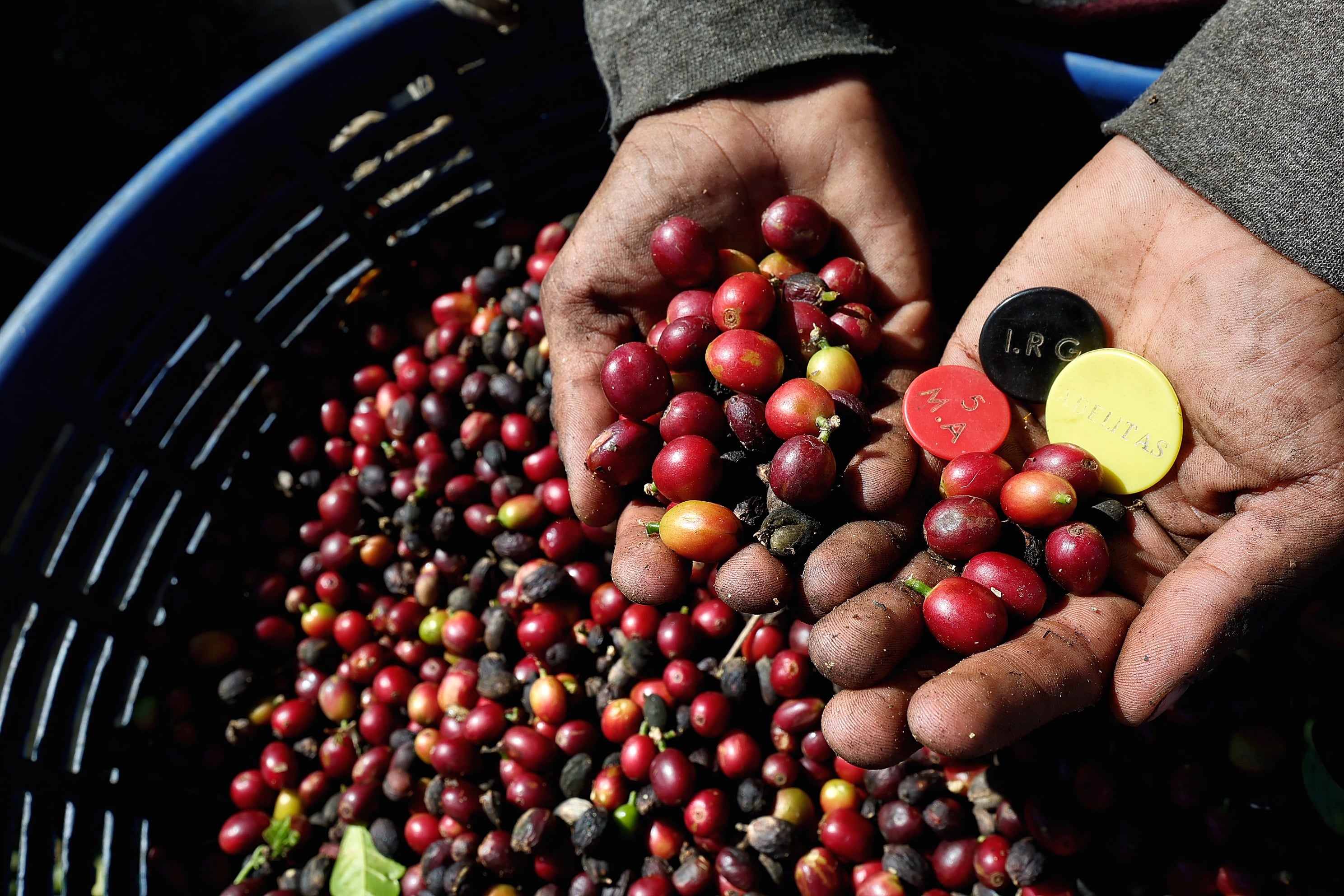 Campaña de la empresa Icafé Jale a coger café en Barva de Heredia / foto John Durán