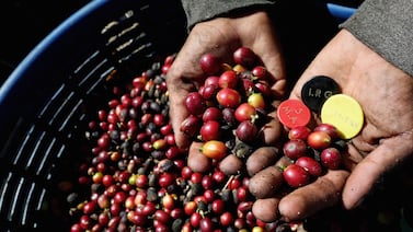 Cinco factores que hacen peligrar el café de Costa Rica