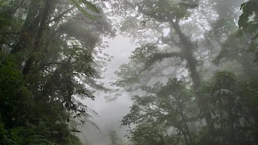 Árboles del bosque nuboso en Costa Rica funcionan como letrinas compartidas entre mamíferos